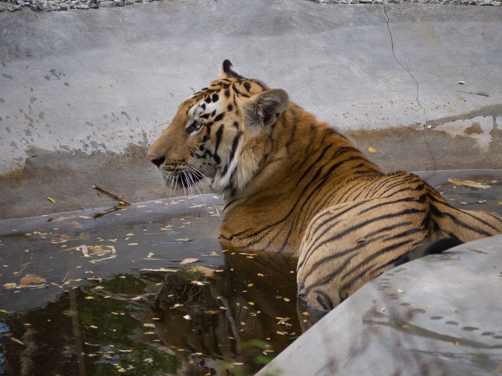 Bannerghatta National Park Photos