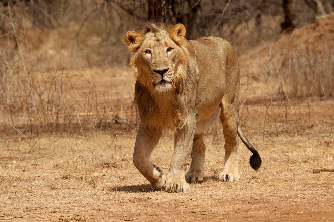 Nearest Station to Gir National Park