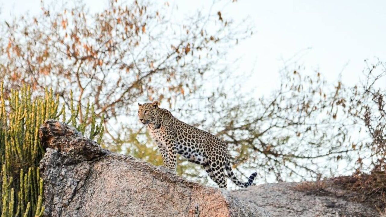 Jawai National Park