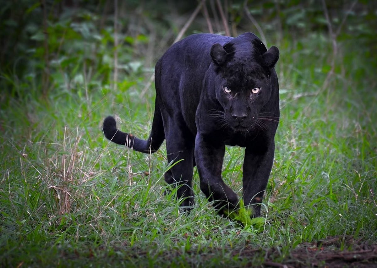 Kabini national park