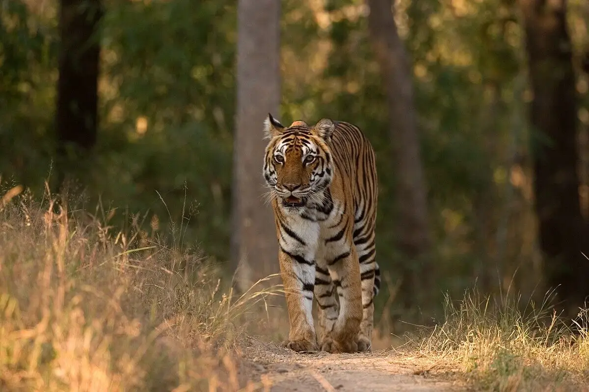 Nagpur to Kanha National Park Distance