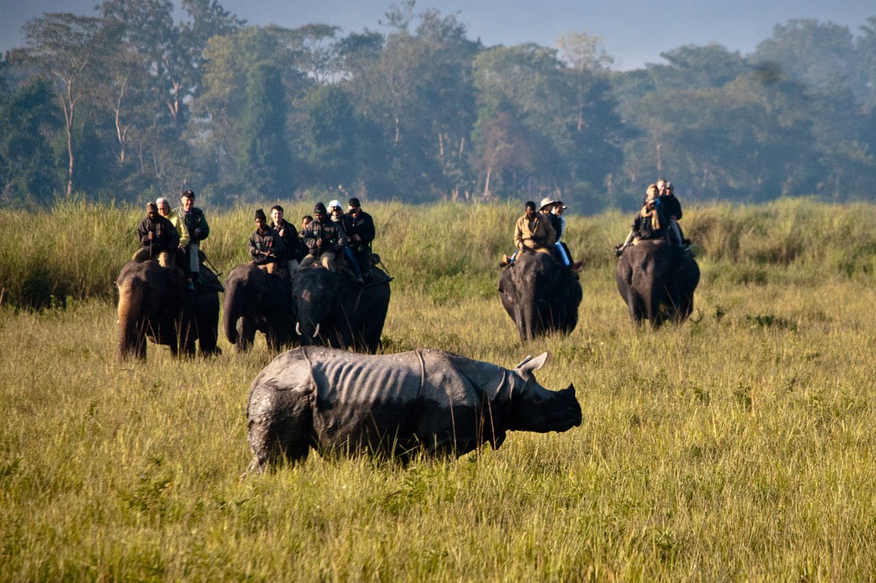 Kaziranga National Park Elephant Safari