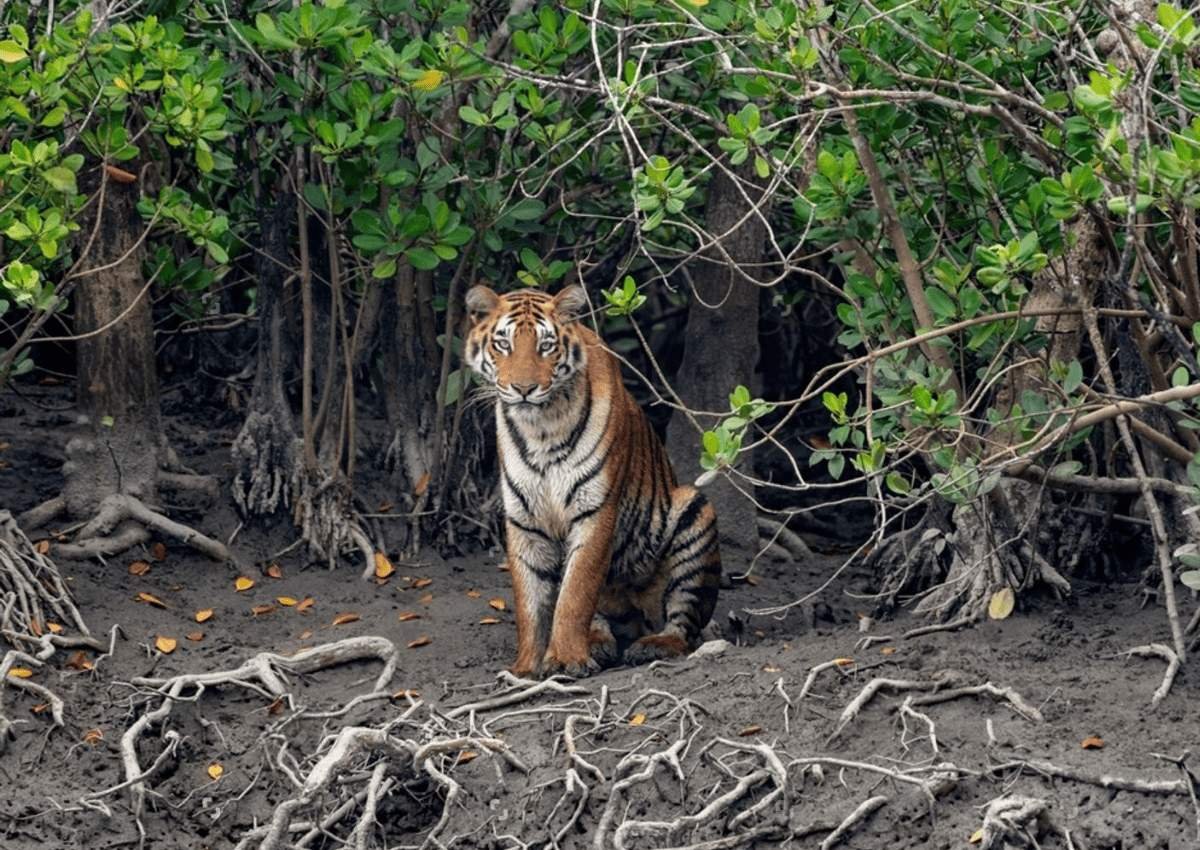 National Parks In West Bengal