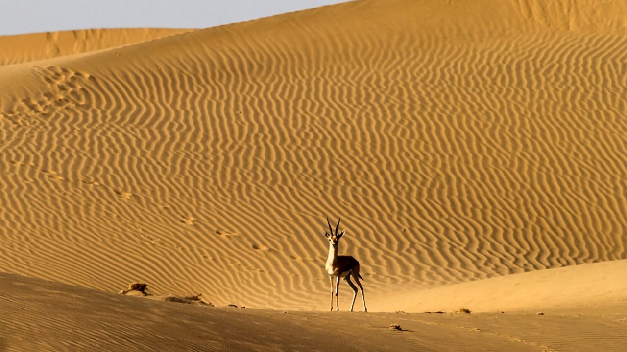 Desert National Park