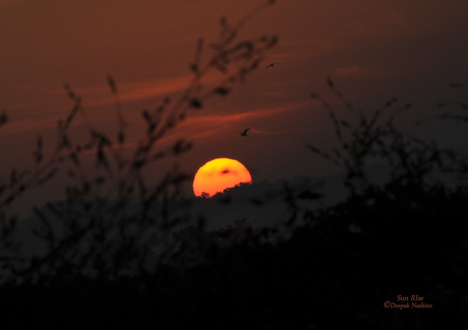 Navegaon National Park