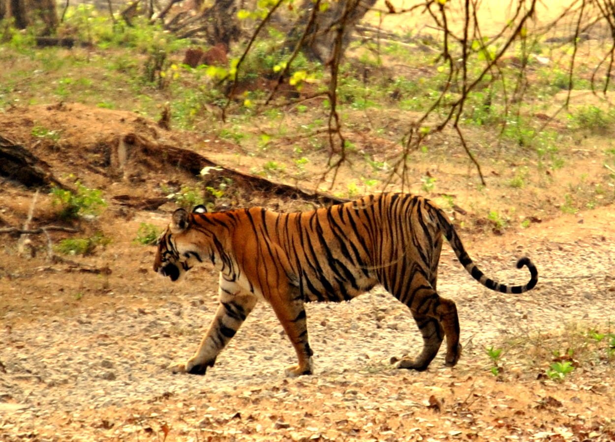 Nagarhole-National-Park-Tiger
